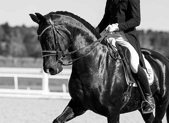 Glenhill Sporthorses