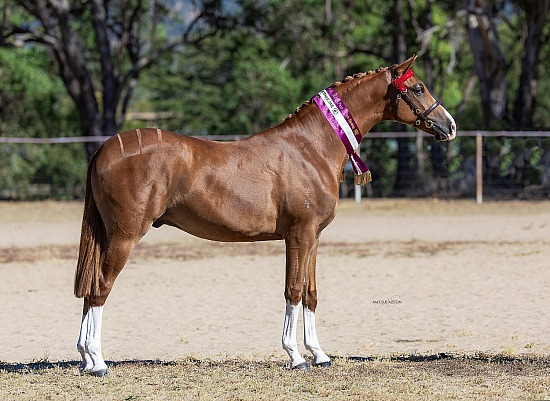 Northern NSW Autumn Show 2026