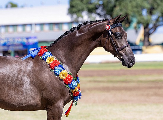 Singleton Show 2026